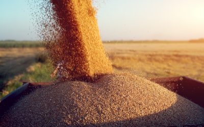 Managing mycotoxin risk with precision. Photo: Trouw Nutrition