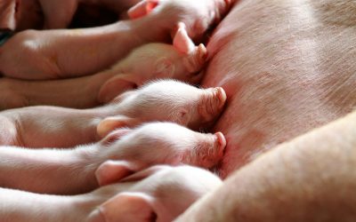 Support sow longevity with probiotics. Photo: Shutterstock