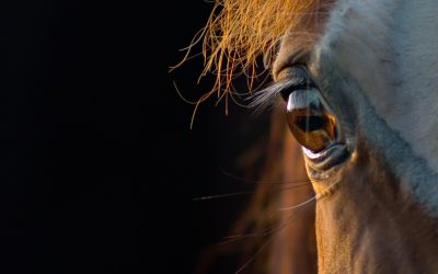 Prevention of mouldy hay for horses