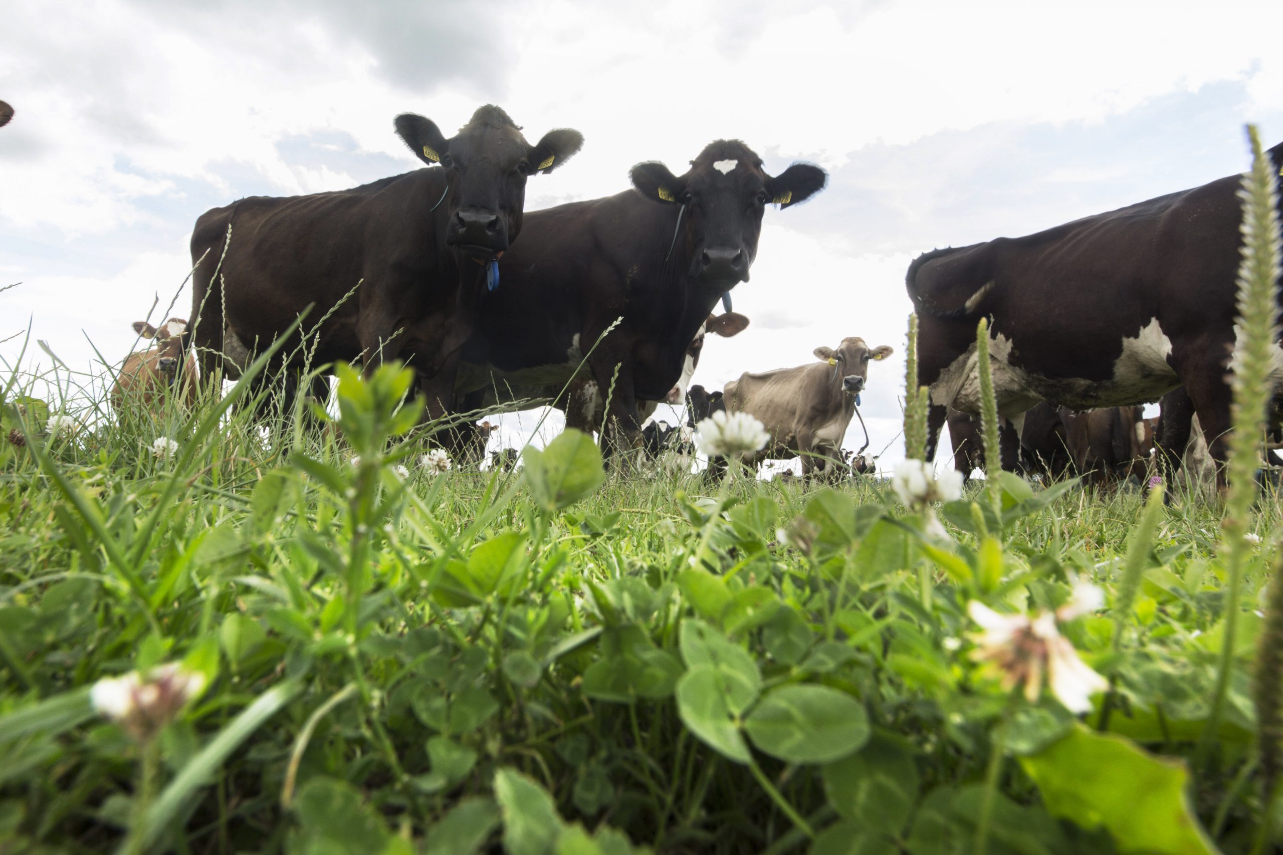 Cutting costs by using home-grown proteins. Photo: Koos Groenewold