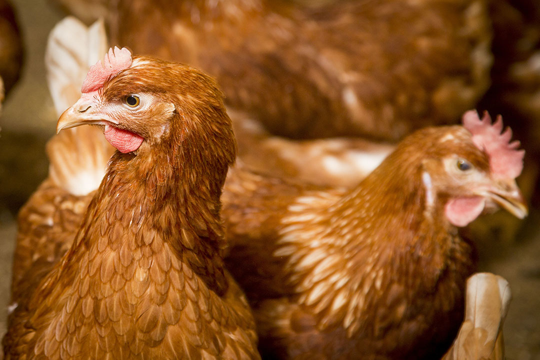 Application of bile acids in laying hens. Photo: Koos Groenewold
