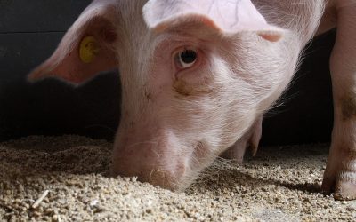 Bitter tastants in feed ingredients. Photo: Hans Prinsen
