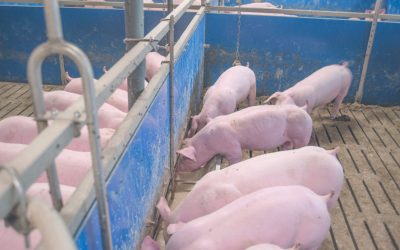 Fermented liquid feed on the rise in Germany. Photo: Weda