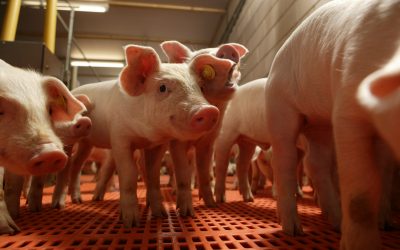 L-glutamine: Possible alternative to antibiotics. Photo: Mark Pasveer