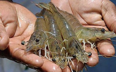 Advances in bile acids studies on tilapia and P. vannamei. Photo: Shandong Longchance