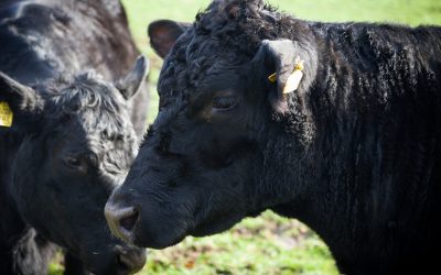 Angus bulls were supplemented with a combination of antioxidant sources and melon juice concentrate. Photo: Joris Telders