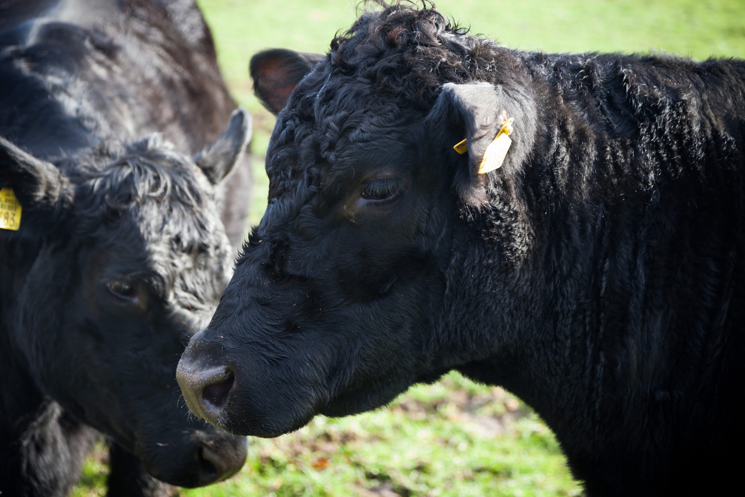 Angus bulls were supplemented with a combination of antioxidant sources and melon juice concentrate. Photo: Joris Telders