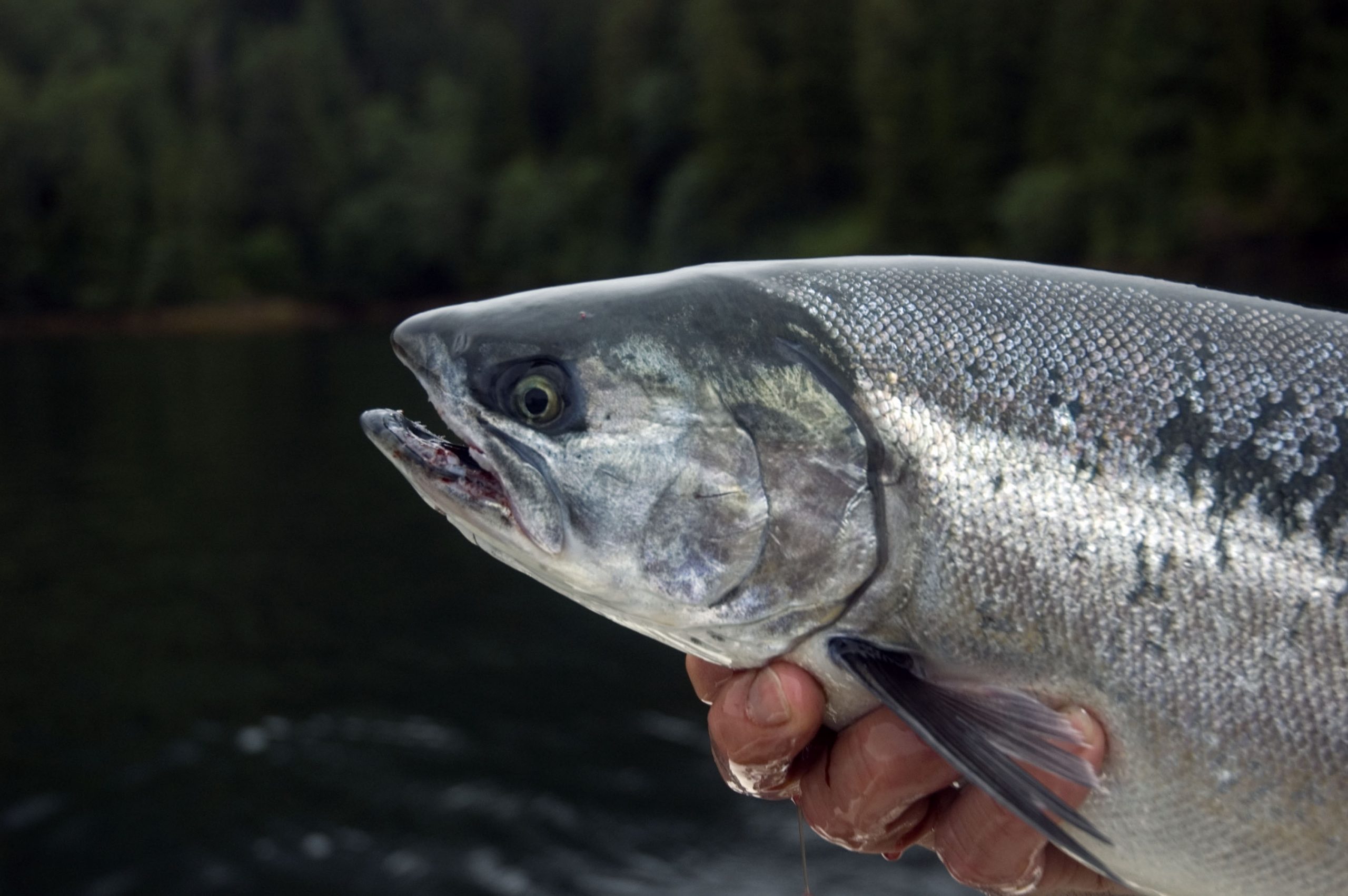 Insect meal and oil for Atlantic salmon. Photo: Dreamstime