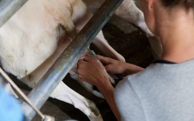 Overcoming milk fat depression in grazing sheep. Photo: Joris Telders