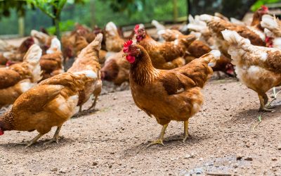 Photo: Matee Nuserm / Shutterstock