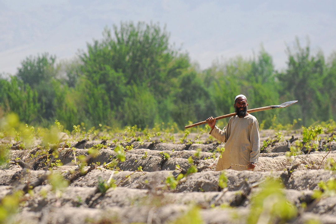 Afghanistan in need for animal feed. Photo: Wikimedia