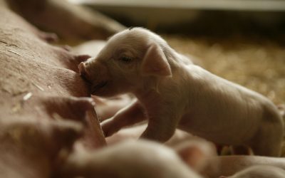 Promoting gut health in piglets. Photo: Mark Pasveer