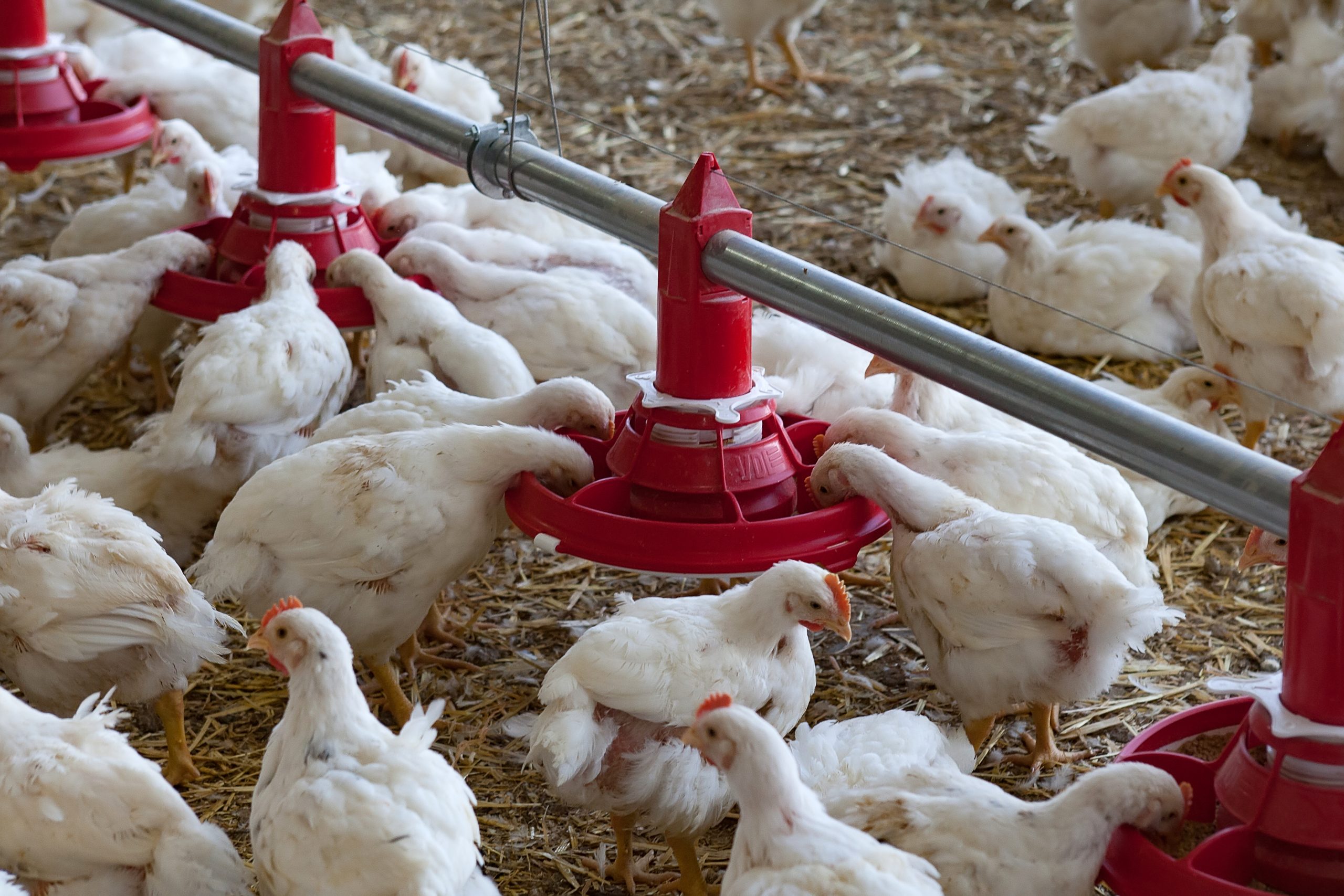Nutritional strategies to target heat stress.  Photo: Ronald Hissink
