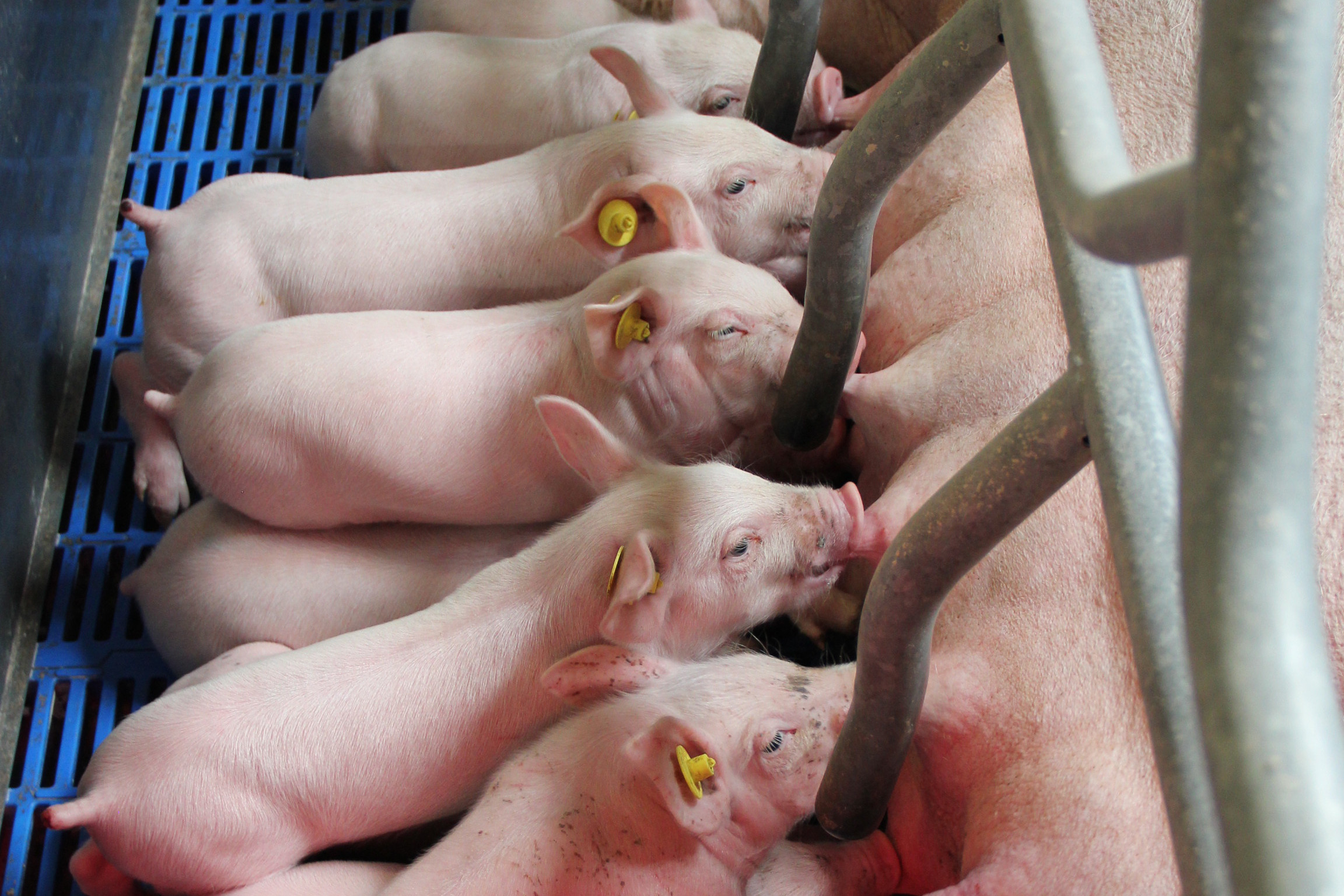 Probiotics recognised in France as antibiotic alternative. Photo: Phileo Lesaffre Animal Care