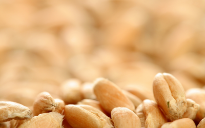 P digestibility in broilers depends on raw material