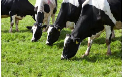 Large impact of grass quality on methane emission