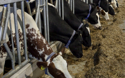 It appears that in cows and other ruminants, live yeast cultures can help prevent a post-feeding drop in rumen pH.