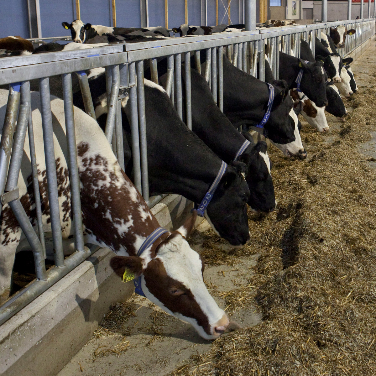 It appears that in cows and other ruminants, live yeast cultures can help prevent a post-feeding drop in rumen pH.