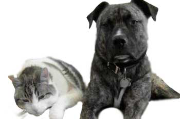 Mineral composition analysis in petfood optimised
