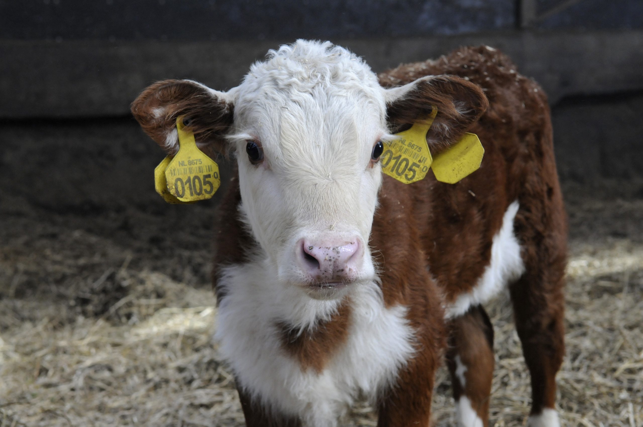 Conditioning: A new way of feeding animals. Photo: Penn Communicatie/Marten Sandburg