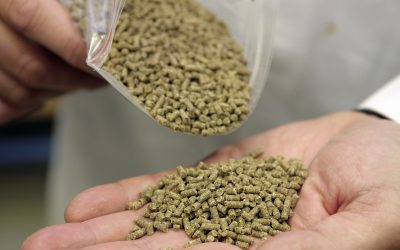 GMP+ signs agreement with Iranian feed sector. Photo: RBI