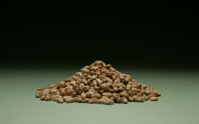 Are mycotoxins present in all milling fractions?