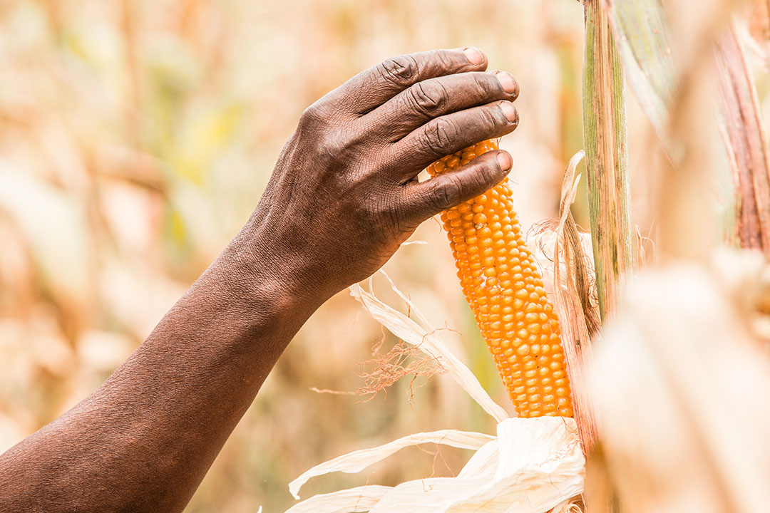 South Africa produced its second highest corn crop on record in the 2019/20 MY. Photo: Junior Aklei Chaky