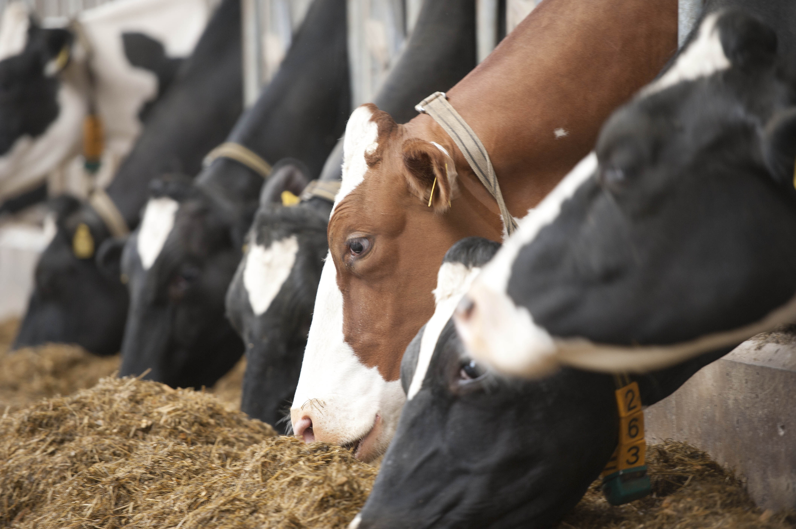Photo: Mark Pasveer<br />Two different strategies to balance amino acids in the feed can be applied: On Top application or Reformulation.