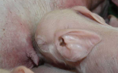 PRRS control by adjusting the sow's diet