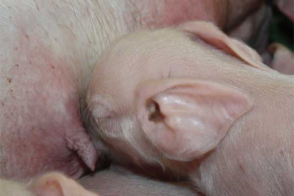 PRRS control by adjusting the sow's diet