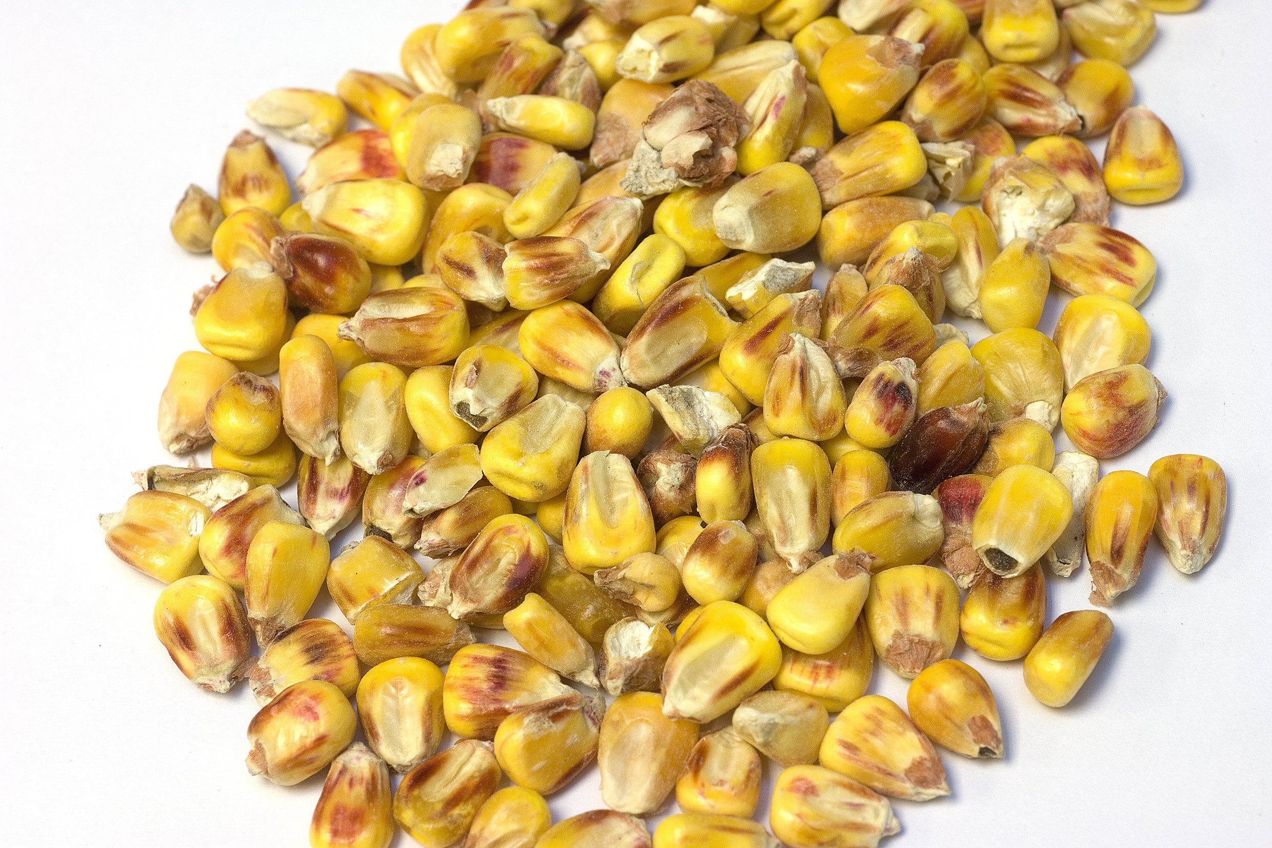 Lower Aflatoxin B1 risk for Croatia and Spain. Photo: Nico de Jong.