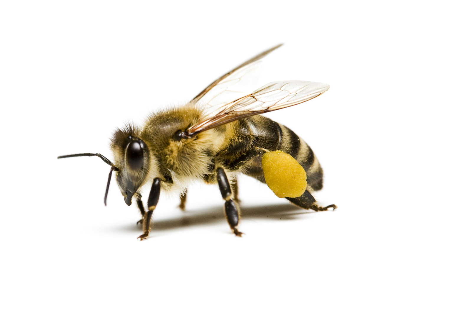 Beneficial bacteria that inhibit cell invasion in the udder of cows, lactobacilli that can reduce pesticide absorption in bees and how can bifidobacteria help dogs to digest their food better? All About Feed read the latest edition of the journal Benefical Micobes to find out.