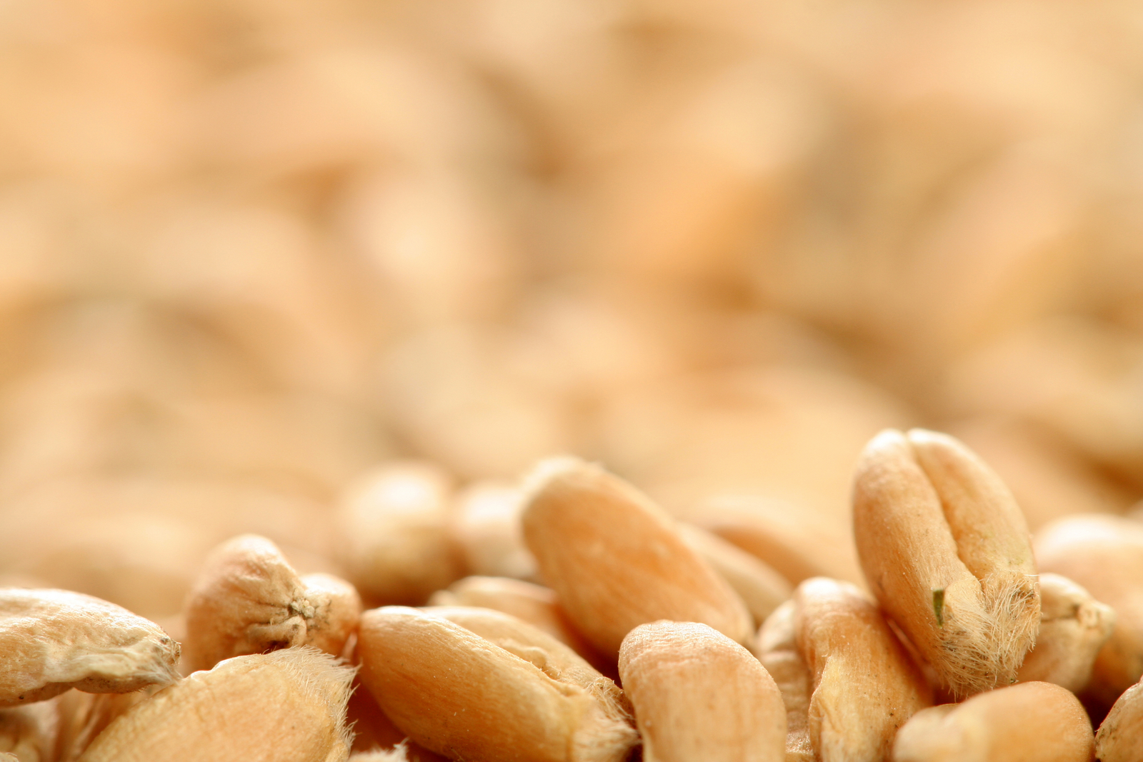 US grain sector profits from FTA with Korea