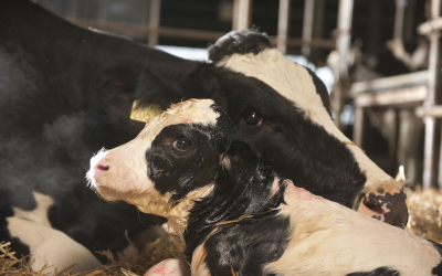 2 key points to fresh cow profits