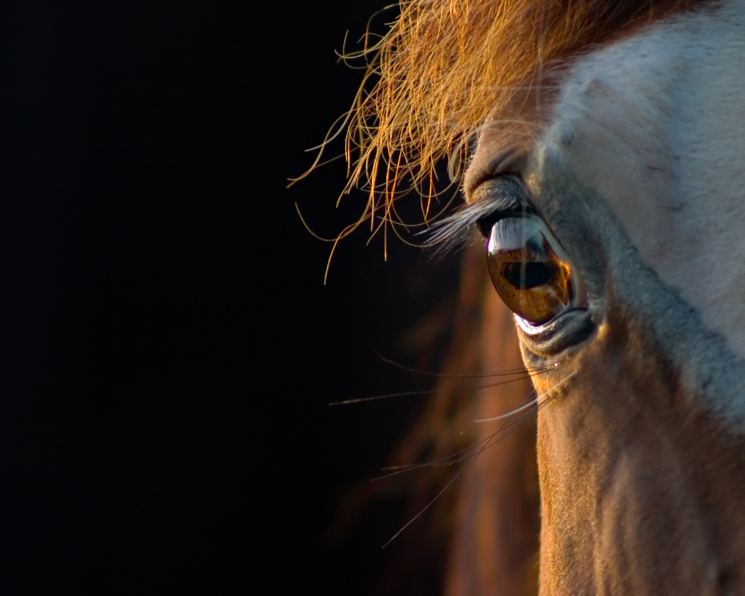 Although an ideal ratio has not been identified for horses, concentrate  feeds are typically formulated to have a ratio of less than 10:1  (omega-6:omega-3), which helps create a more favourable balance for the  entire diet. [Photo: Shutterstock]