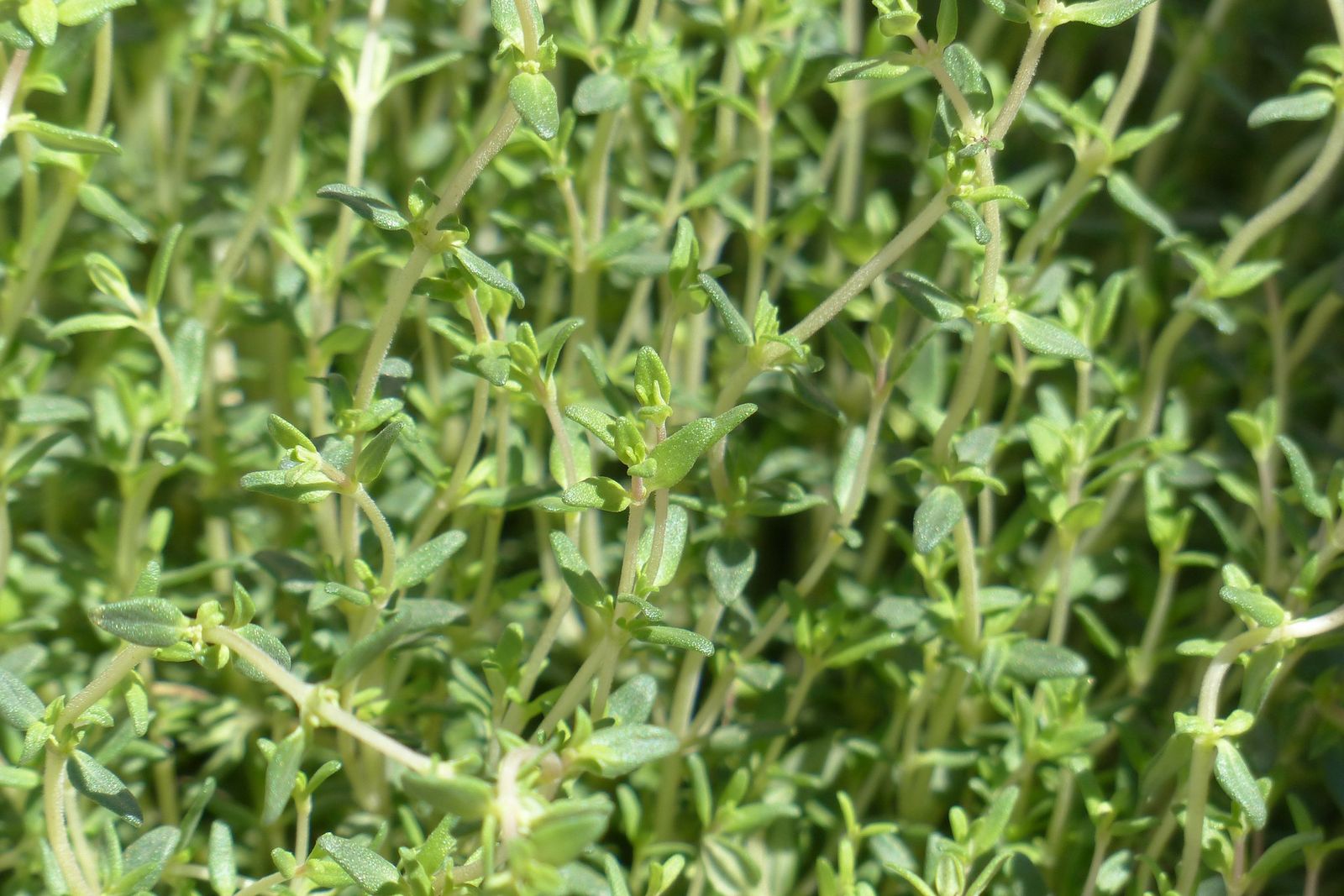 <em>Photo: Pixabay</em>