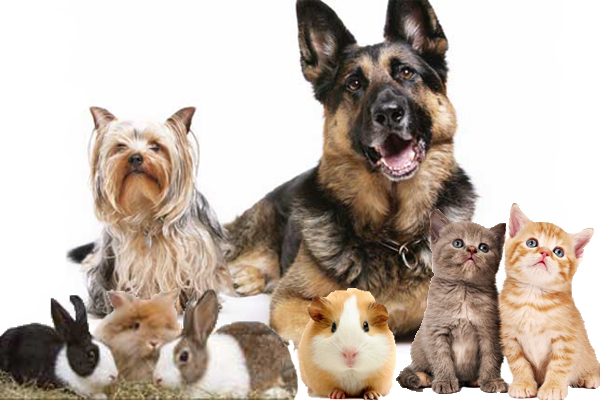 Vets Plus named Preferred Supplier by NASC