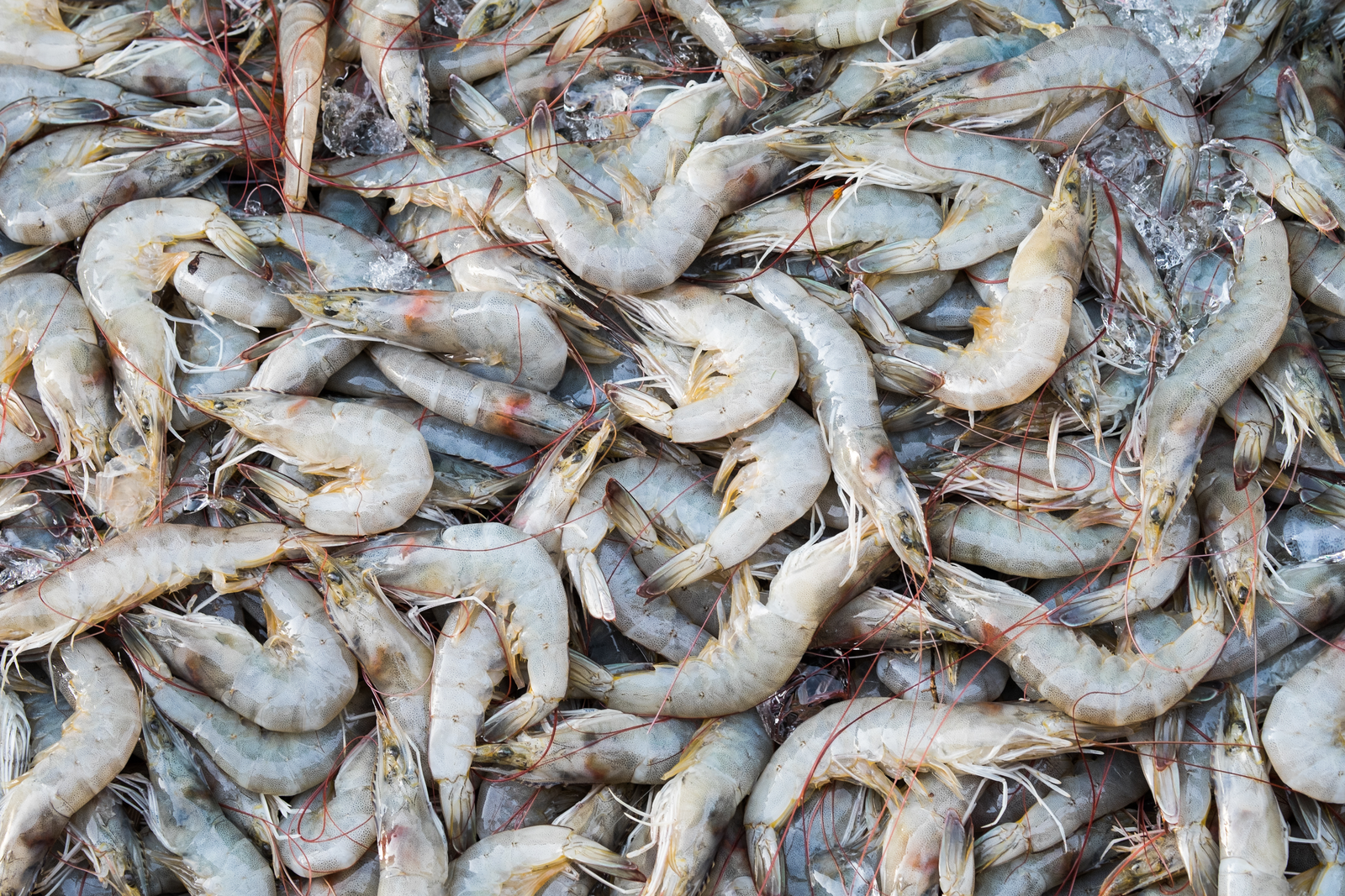 <em>Photo: Shutterstock</em>