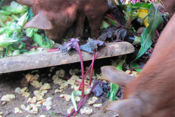 Don t do it - feeding swill to pigs is illegal
