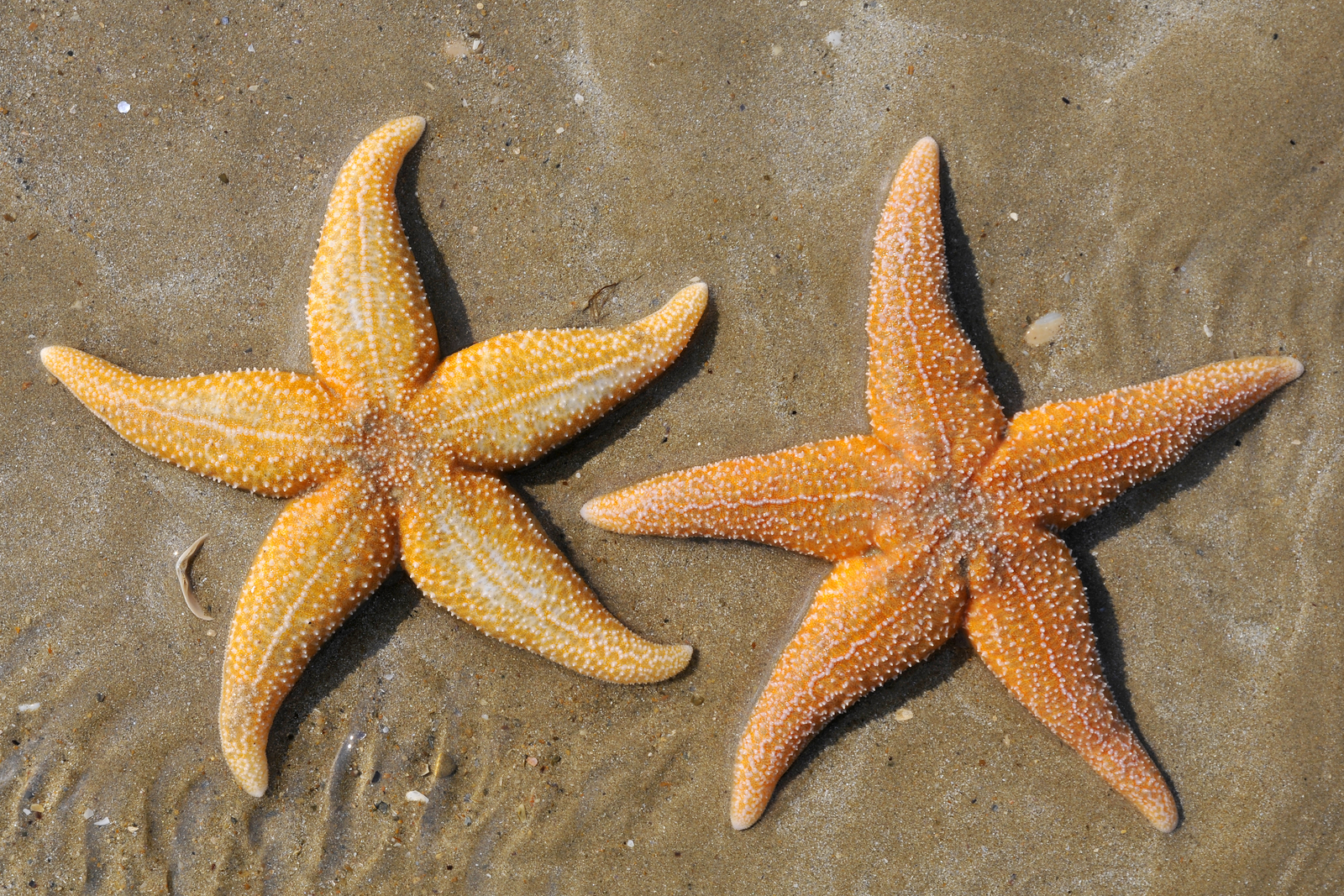 Common starfish can be amply found in the waters around Denmark. <br />[Photo: Shutterstock
