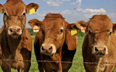 Californian mad cow was isolated case
