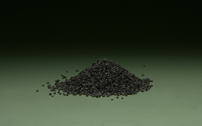 Rapeseed cake is the secondary product of screw pressing rapeseed. Photo: Jan Willem Schouten.