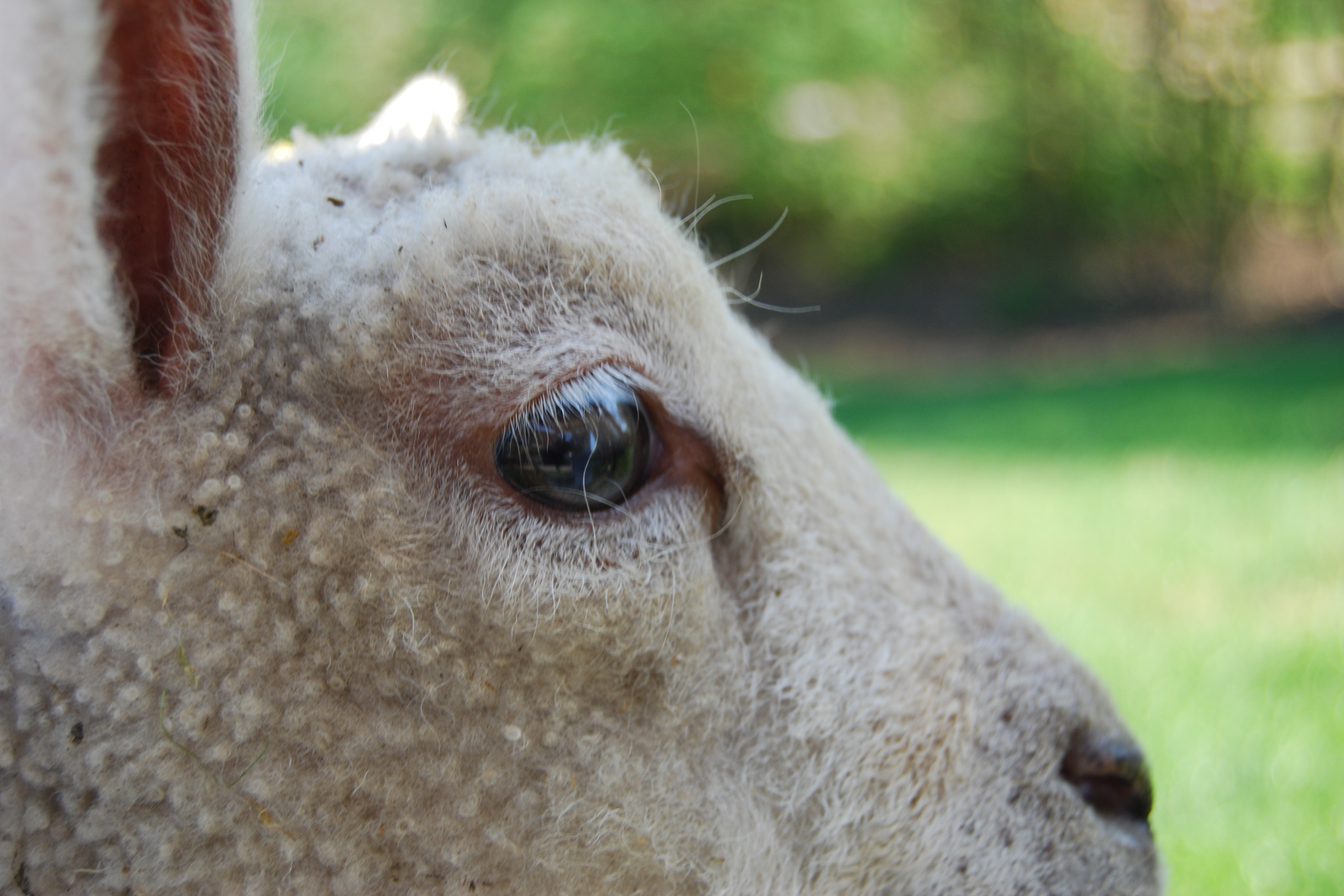 Chronic copper poisoning in sheep