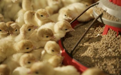 US broiler and turkey production recovers in Q1 2017. Photo: Jan Willem Schouten