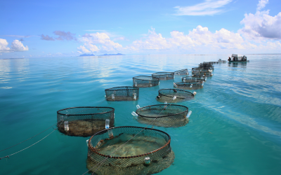 Zambia facing fish feed business challenge