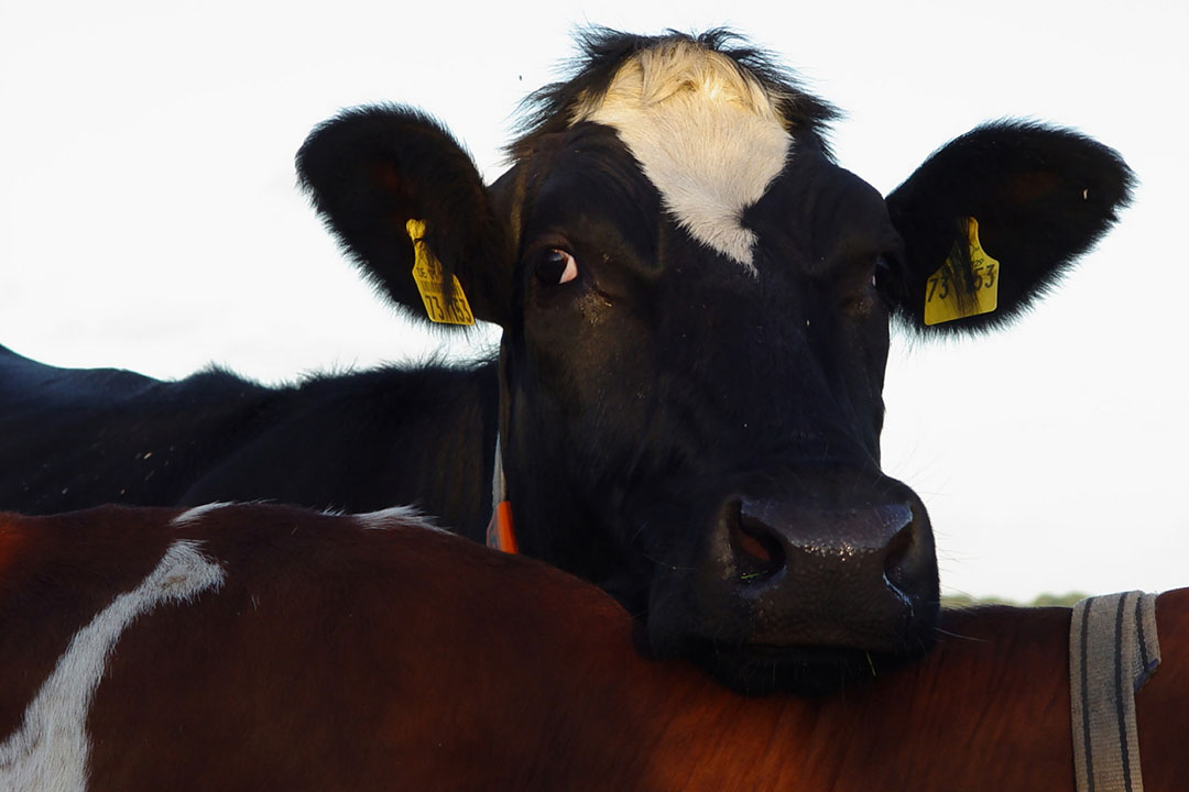 Improvement in feed efficiency is likely related to improved digestion of fibre, protein, and organic matter, perhaps because of direct effects of the live yeast on rumen microbial metabolism. Photo: Dreamstime