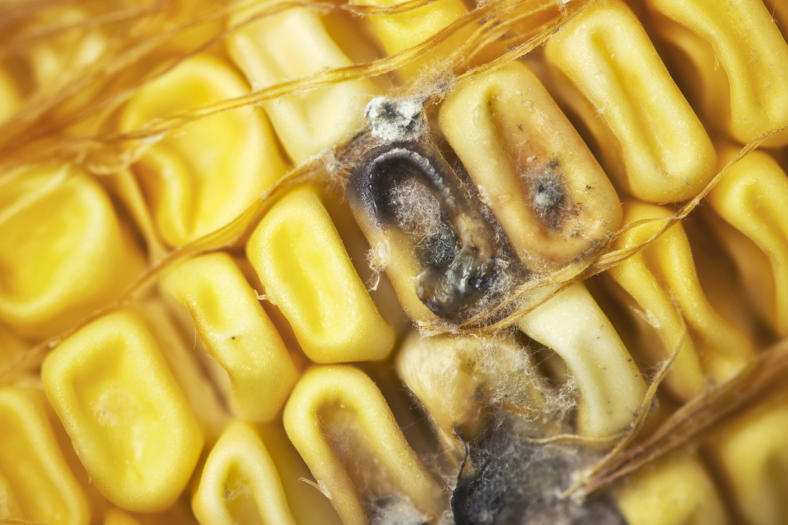 Large US crop yield: Mycotoxins remain a threat. Photo: RBI