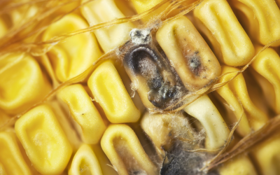 New EU rule will label most mould inhibitors as corrosive