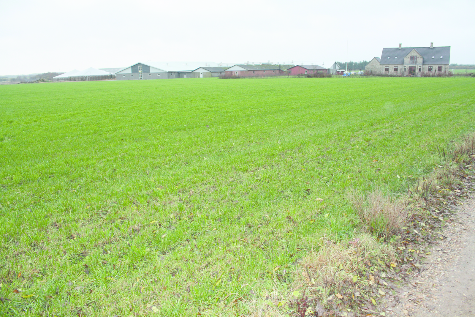 Danish Hedegård Farms currently has 730 sows but it will double this amount before the end of the year 2010.