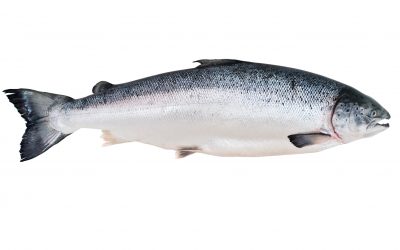 Scientists to develop artificial salmon gut . Photo: Shutterstock